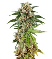 Kush'N'Cheese Autoflowering (Dinafem Seeds)