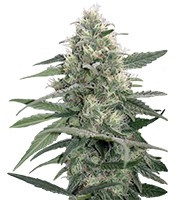 Mandala #1 regular (Mandala Seeds)