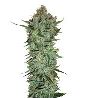 Graines de cannabis Skunk #1 regular (Sensi Seeds)