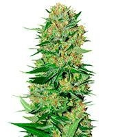 Graines de cannabis Veneno (Eva Seeds)