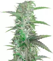 Auto Speed Bud (Female Seeds)