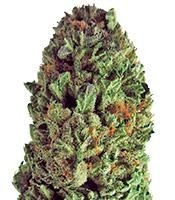 Graines de cannabis Budzilla (Heavyweight Seeds)