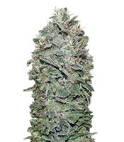 Graines de cannabis Sweet Soma (00 Seeds)