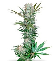 G13 Haze regular seeds (Barney's Farm)