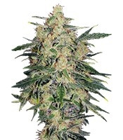 Nebula II CBD (Paradise Seeds)