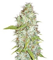 Afghan Kush X Skunk feminized seeds