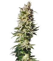 Mataro Blue (Kannabia Seeds) Cannabis-Samen