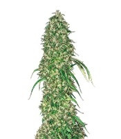S.A.G.E. (T.H. Seeds) Cannabis-Samen