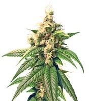 Graines de cannabis Skunk Kush regular (Sensi Seeds)
