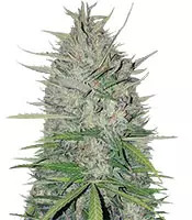White Widow Original (Sumo Seeds)