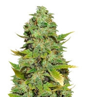 Mango Skunk regular (Nirvana Seeds) Cannabis-Samen