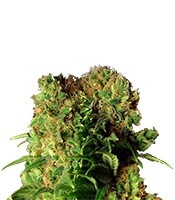 Dutch Dragon (Paradise Seeds)