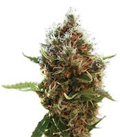 Lucid Bolt (Paradise Seeds)