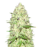 Maya Gold feminized seeds