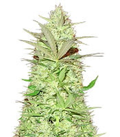 Graines de cannabis Ultimate AK (Sumo Seeds)