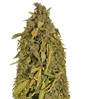 Graines de cannabis Auto Amnesia Gold (Pyramid Seeds)