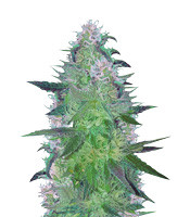 Crystal Queen feminized seeds