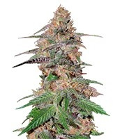 Da Purps regular seeds