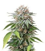 Mango Sapphire feminized seeds