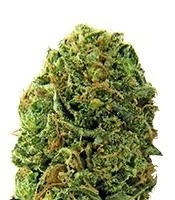Massive Midget Auto (Heavyweight Seeds) Cannabis-Samen
