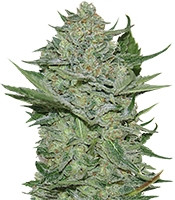 Critical Haze feminized seeds