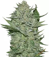 Graines de cannabis Critical Haze (Resin Seeds)