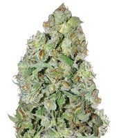 Auto Kush (Female Seeds) Cannabis-Samen