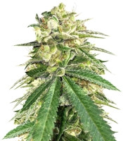 Graines de cannabis Auto White Widow x Big Bud (Female Seeds)