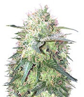 Graines de cannabis Fresh Candy (Pyramid Seeds)