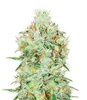 Jagg Kush (Delicious Seeds)