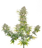 Sweet Cheese Auto feminized seeds