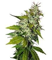 Snow Fruit (Sweet Seeds) Cannabis-Samen