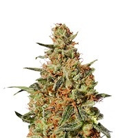 White Domina feminized seeds