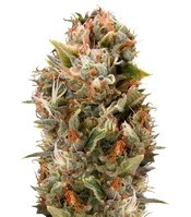 Chemdawg feminized seeds (Humboldt Seeds)