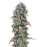 Chocolate Cream feminized seeds