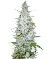 Maroc feminized seeds