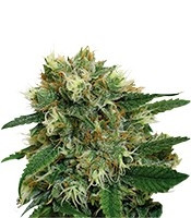 Phatt Fruity feminized seeds