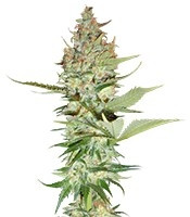 Wonder Woman regular (Nirvana Seeds) Cannabis-Samen