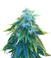 Graines de cannabis AK 48 (Nirvana Seeds)