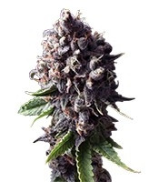 Auto Purple (Pyramid Seeds) Cannabis-Samen