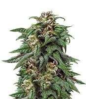 Graines de cannabis Biddy Early (Serious Seeds)