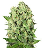 Dutch Cheese regular seeds