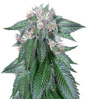 Graines de cannabis Master Kush (Humboldt Seeds)