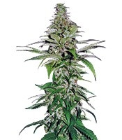 Northern Lights feminized seeds (Pyramid Seeds)