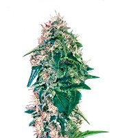 Torpedo feminized seeds