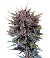 Trance feminized seeds