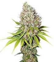 Ice feminized seeds