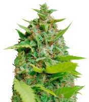 Kiss Dragon feminized seeds