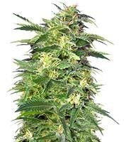 Graines de cannabis Killer Kush Auto (Sweet Seeds)