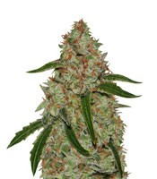 Phantom OG (Barney's Farm) Cannabis-Samen